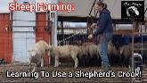  Sheep Farming: Learning To Use A Shepherd