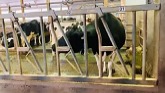 Eco Dairy Farm in Abbotsford, British...