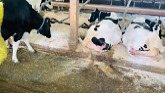 Eco Dairy Farm in Abbotsford, British Columbia Canada. See their Robotic Milker and Robbie in action