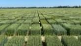 Wheat Variety Research Aims to Boost...