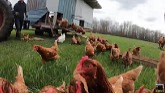 The Chickens are Free!!!