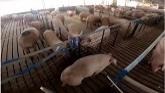 Iowa Pig Farming