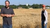 How is Wheat Harvest Progressing?