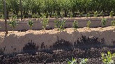 Calypso Blueberry Planting Update- 1...