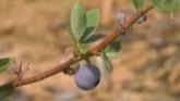 One Research Orchard Designed to Help Increase Yields