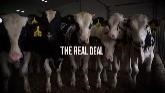 The Real Deal About Veal
