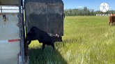 Cattle Farming In Saskatchewan /Glimpse Into Johnny