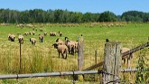 Sheep Care: Sheep Health Concerns In ...