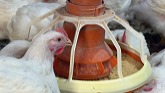 What is Chicken Feed Made From?