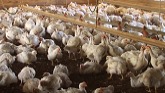 Chicken Feed Tailored to Each Stage of Life