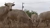 Cattle Producers face tough decisions...