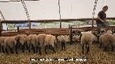 Feeding Sheep - Pastures Are Done! Winter Feeding Routine In Summer/July 22, 2022