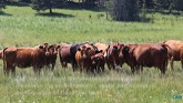 National Beef Sustainability Assessment Survey Video