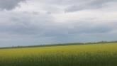 Northern Alberta crop tour/update. Disaster canola field. Oats, wheat, peas, barley, peaola, sunflowers.