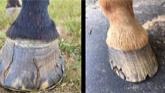 How Dry Conditions Affect The Hoof