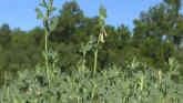 Managing Drought Stressed Alfalfa Fields