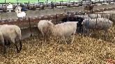 Sheep Farming: Attempting To Shear Sh...