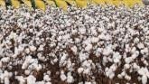 USDA Cotton Classification Complex in Lubbock, Texas Update