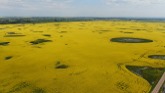 Sprawling Fields of Blooming Canola in Saskatchewan