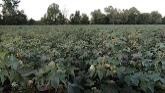 2021 Cotton Defoliation | Next 10 Day...
