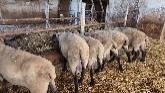 Measuring Sheeps