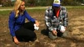 Cotton Candy Farming