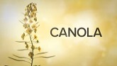 What is Canola Oil?