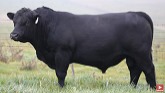 Angus Cattle | Uber Beef