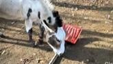 “Useless Farm” in Ontario Goes Viral ...