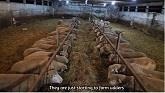 Sheep Farming: Night Chores/August 2, 2022