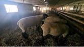 Sheep Farming: Udders Are Starting To...