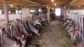 Belgia Farms ~ Dairy Farming In Canada