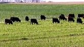 Cattle Grazing on Cover Crops in Faribault County, MN