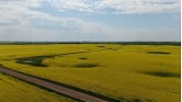 Sprawling Fields of Blooming Canola in Saskatchewan, Canada