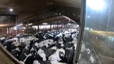 Touring Wicketthorn Farms Rotary Milking Parlour