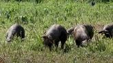 Pig Nutrition: Balancing Nutritional Need for Pasture Pigs