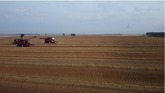 Harvesting fall rye with Case IH combines in Canada 2022