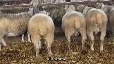 Sheep Farming: Morning Routines - Wit...