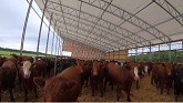 Tour of Chris Byres New We Cover Cattle Barn