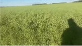 Northern Alberta crop tour.