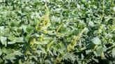 Bumper Crops: Weed Seed Consideration...