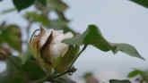 NCC 2022 Mid Year Update for Cotton I...