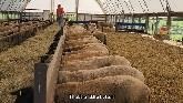 Sheep Farming: Feeding, Moving & Training Sheep / September 15, 2022