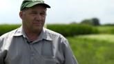 What Are the Cover Crop Options for M...