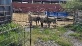 Sheep Farming: Solving Problems! / September 17, 2022