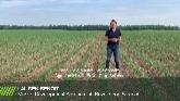 CORVUS™? | Eastern Canada | The Front Row | Bayer Crop Science
