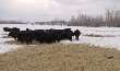 Feed Allocations In Bale Grazing