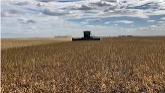 Reynolds Food-Grade Soybean Harvest i...