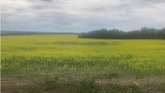 Northern Alberta crop tour/update. Disaster canola field. Oats,wheat,peas,barley,peaola,sunflowers.