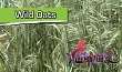 Weed Of The Week Wild Oats